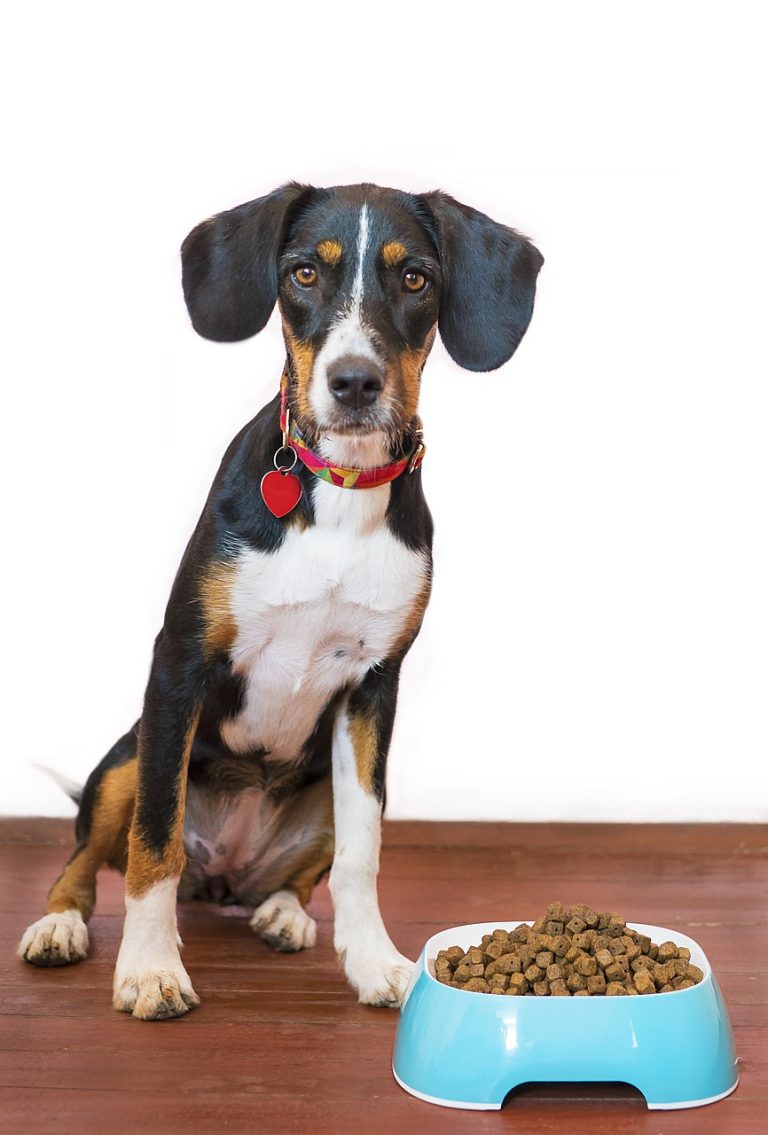 Croquettes pour chien : Comment choisir la meilleure alimentation pour votre compagnon