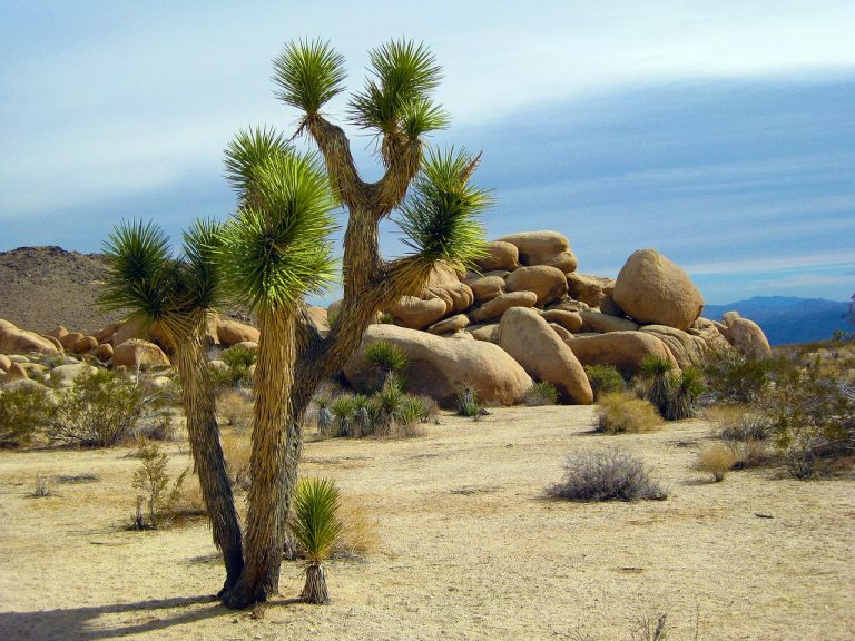 Comment couper un yucca trop grand : conseils de taille