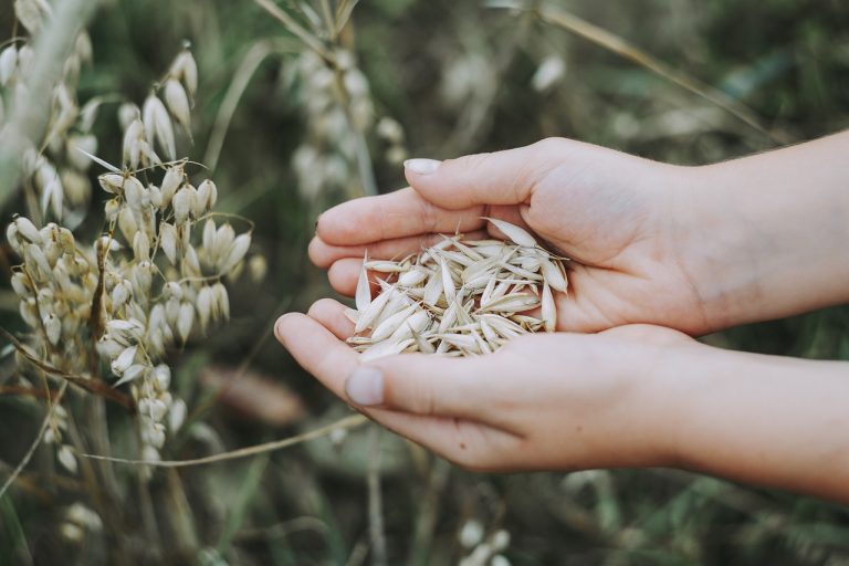 Comment les flocons d’avoine peuvent-ils être bénéfiques dans le cadre d’un régime alimentaire sain et équilibré ?